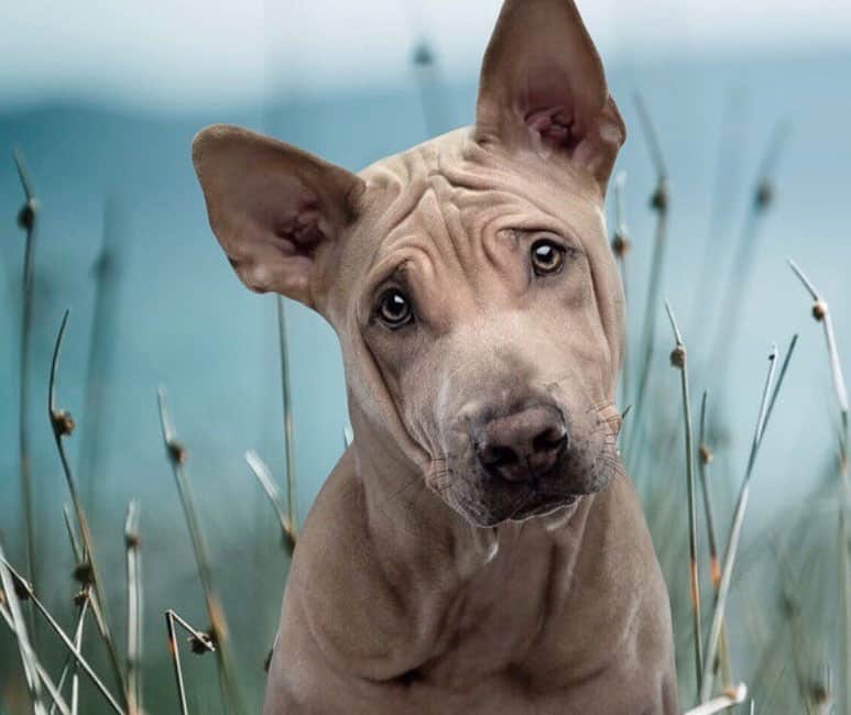 Portrait of curious Thai Ridgeback dog