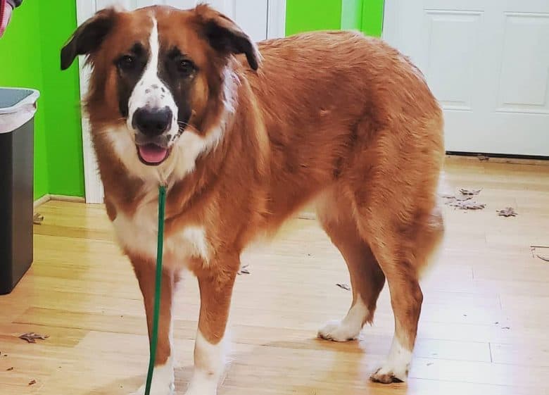 Portrait of German Shepherd Saint Bernard mix dog