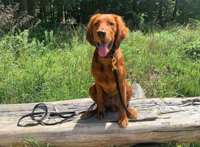 Portrait of Golden Retriever and Irish Setter mix dog