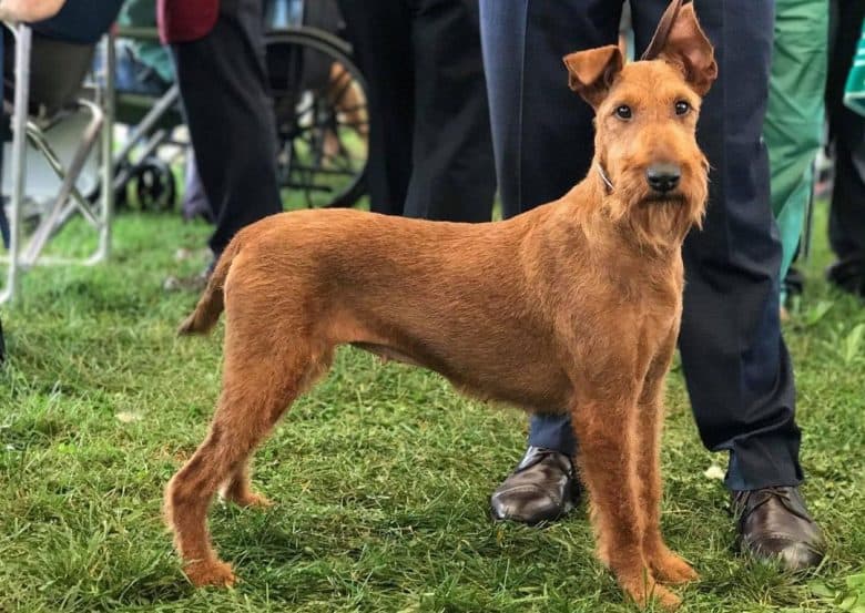 Portrait of an Irish Terrier dog in a competition