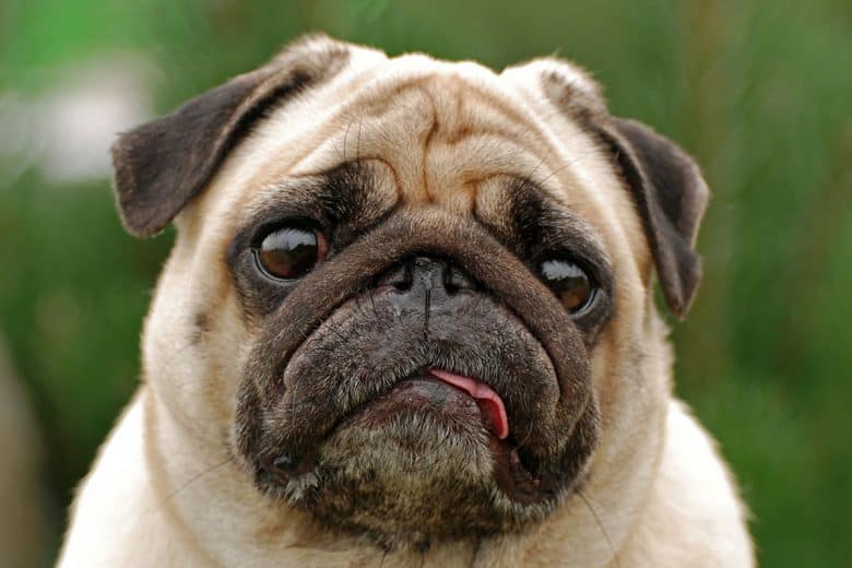 Portrait of Pug dog in close-up shot