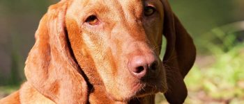 Portrait of purebred Vizsla dog