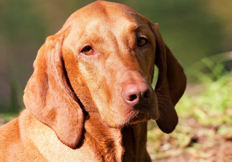 Portrait of purebred Vizsla dog