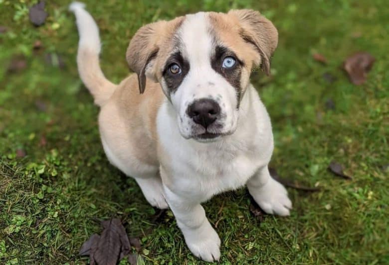 Portrait of Saint Bernard Husky mix dog looking at the owner
