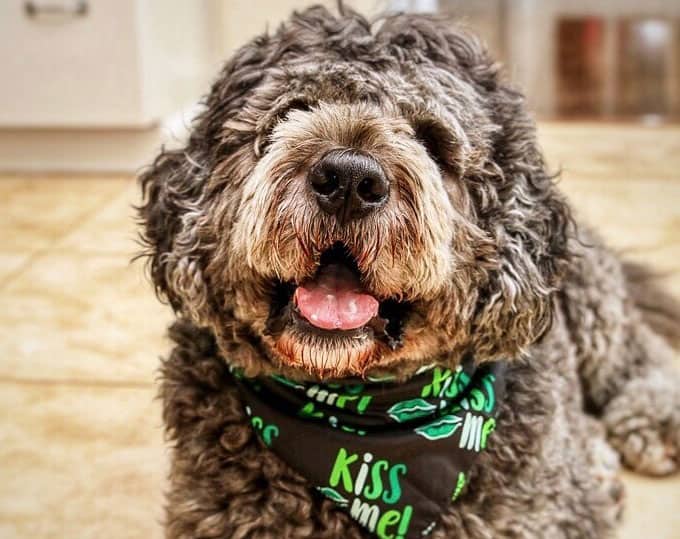 Portrait of Saint Bernard Poodle mix dog