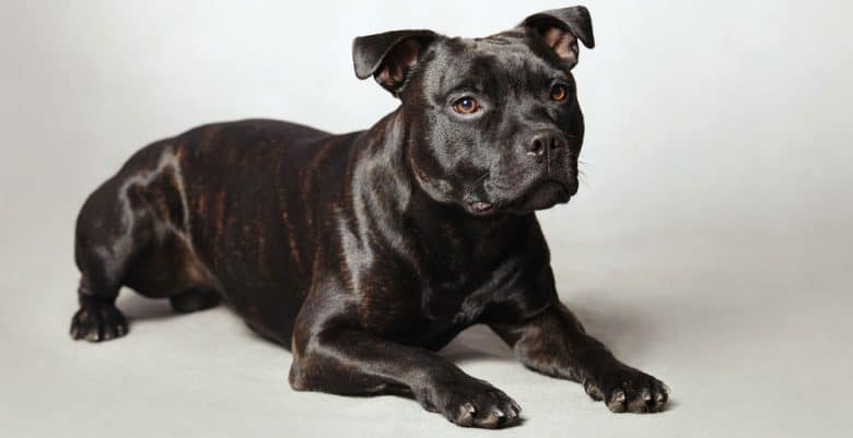 Portrait of Staffordshire Bull Terrier dog in a white background