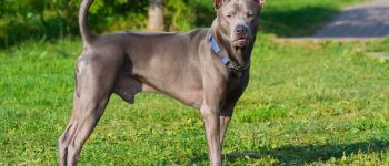 Portrait of Thai Ridgeback dog standing outside