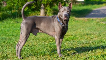 Portrait of Thai Ridgeback dog standing outside