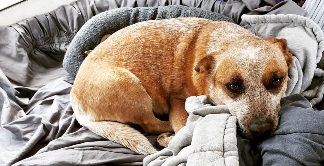 Whelping Puppies How to Help Your Dog Give Birth K9 