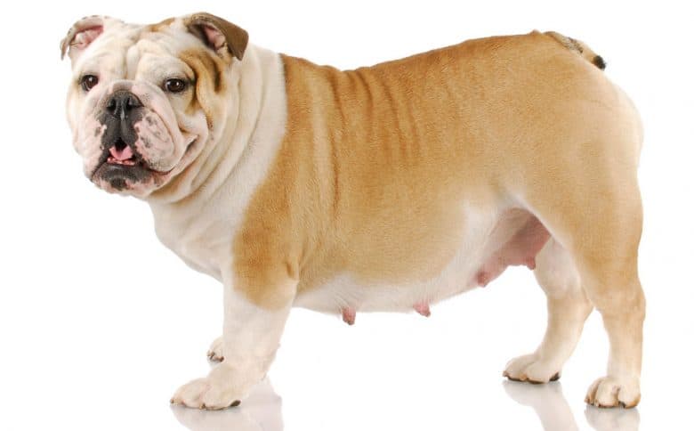 Portrait of Pregnant English Bulldog