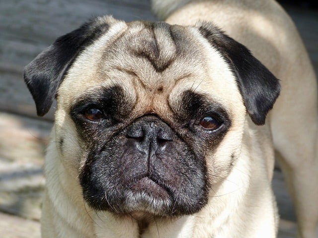 long haired pug breed