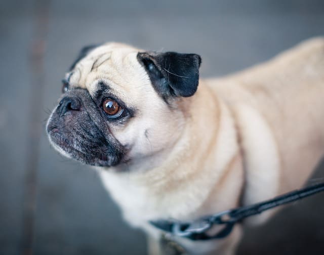 long haired pug breed