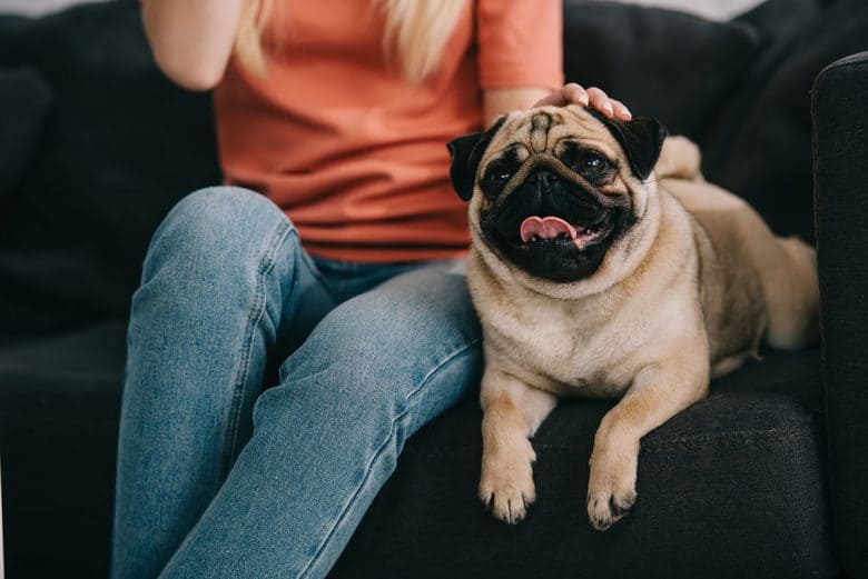 Pug dog bonding with the owner