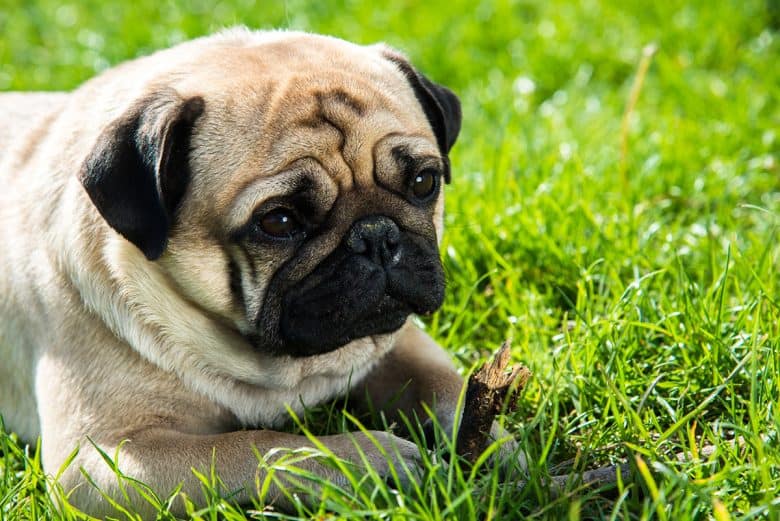 Pug dog chewing stick while lying on the grass