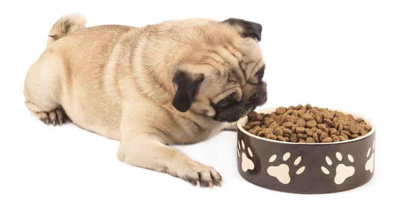 Pug dog eating his food