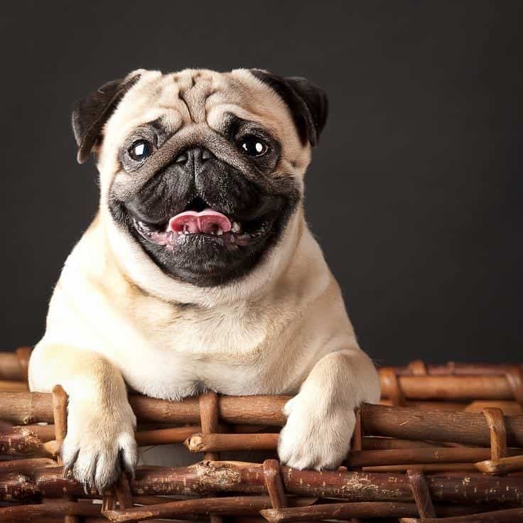 Pug dog on her bed basket