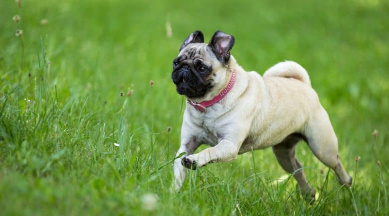 Pug dog running on the grass