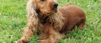 Purebred English Cocker Spaniel portrait