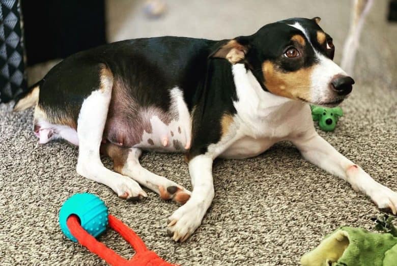 A Rat Terrier dog in labor