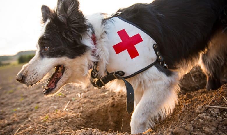 Rescue Border Collie dog digging a hole