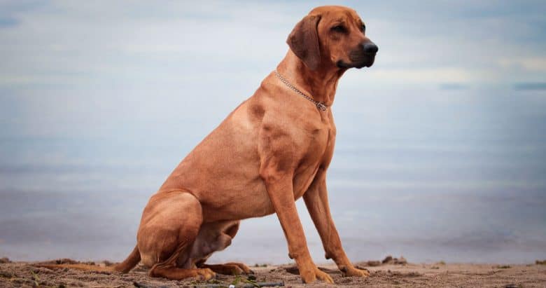 Rhodesian Ridgeback dog posing on the beach