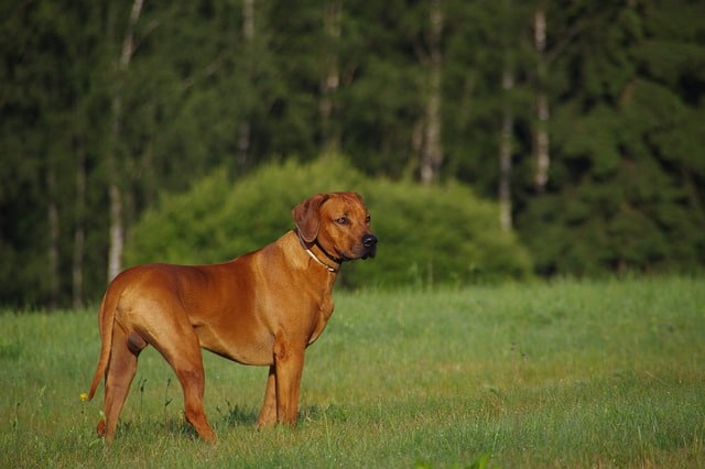 asian ridgeback dog