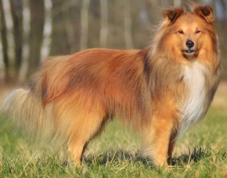 Sable Sheltie standing on the woods