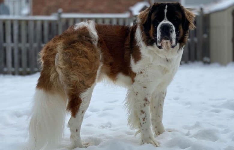 Saint Bernard dog enjoying the snow