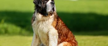 Saint Bernard dog sitting on the field