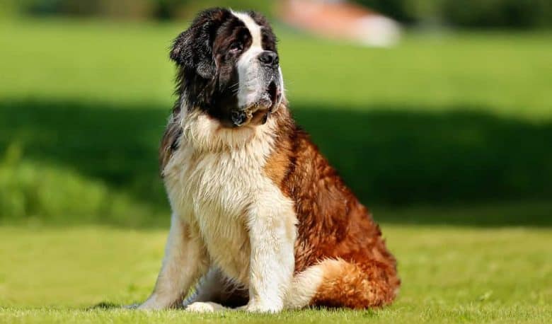 Saint Bernard dog sitting on the field