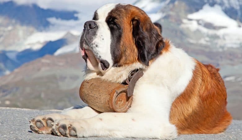 Saint Bernard dog with a keg ready for rescue operation