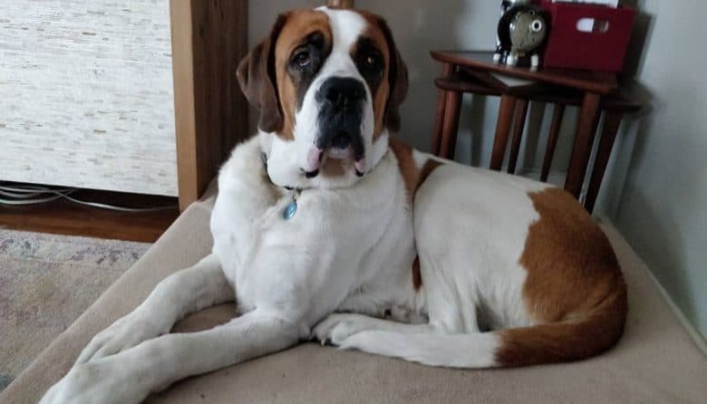 Saint Bernard Great Dane mix dog lying inside the house