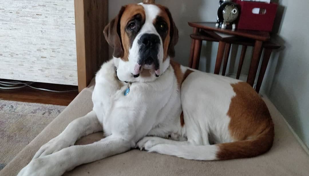 The Saint Bernard All You Need to Know About this Friendly Dog K9 