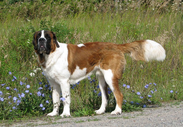 small st bernard type dog