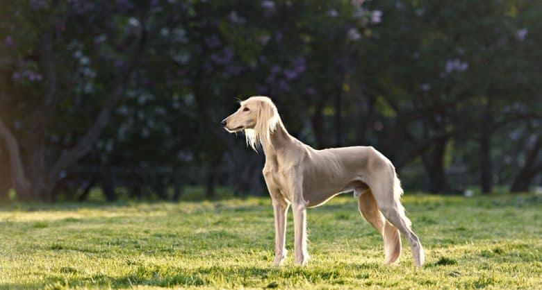 Charming Saluki dog posing on the field