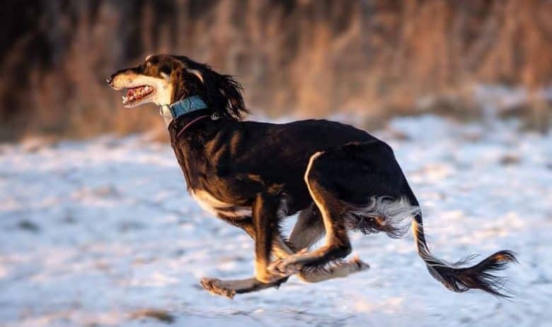 Saluki dog running in the snow