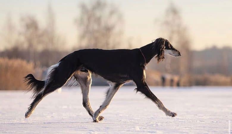 Saluki dog walking in the snow