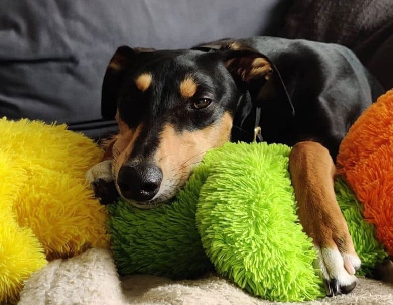 Saluki Greyhound mix dog lying with the toys