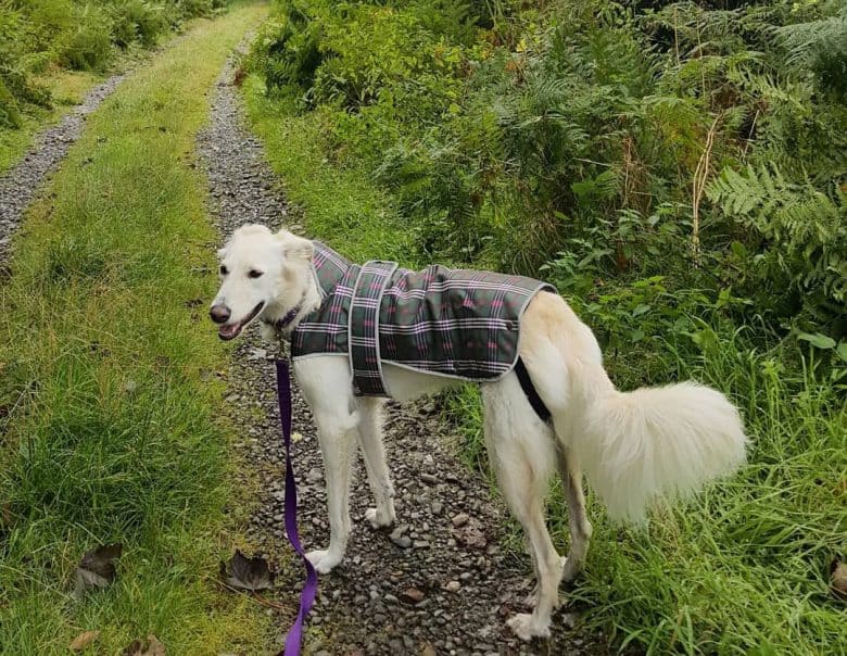 Saluki Lab mix dog wearing coat on a hike