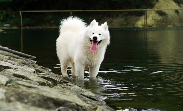 samoyed dog large breeds