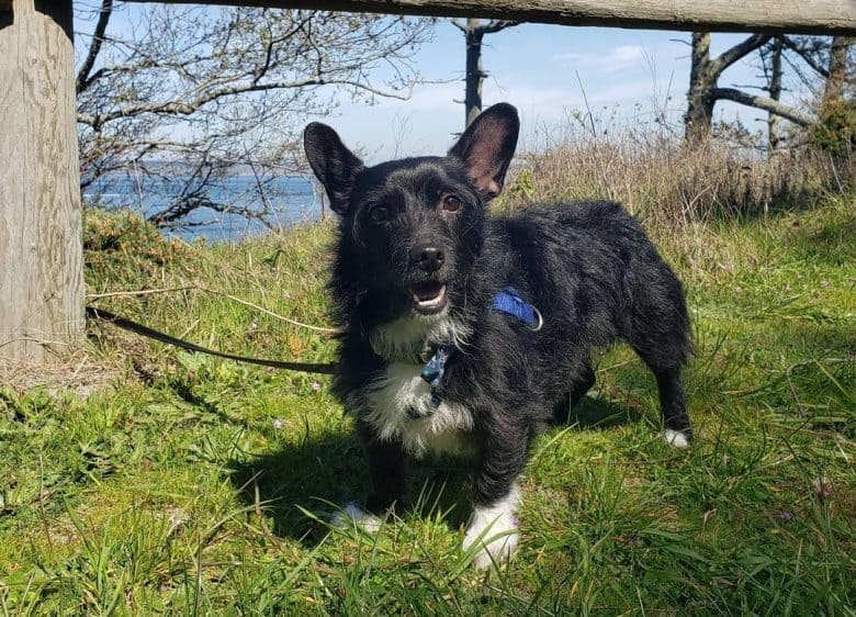 A Scorgi dog walking under the sun