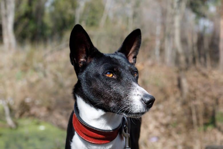 Senior Basenji dog