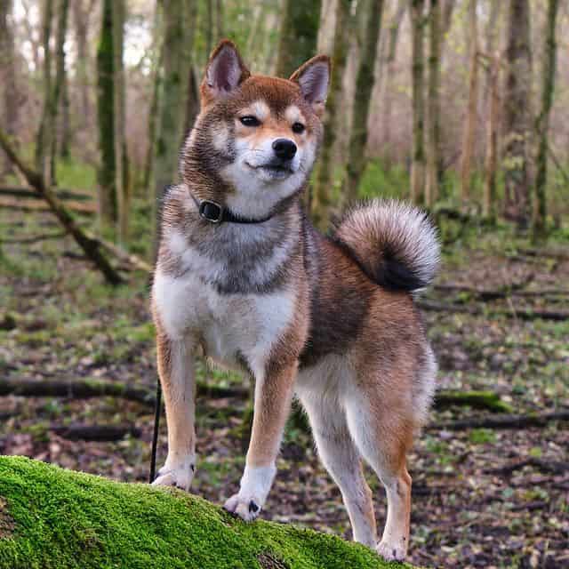 Why is the Shiba Inu the Most Popular Dog in Japan? K9 Web