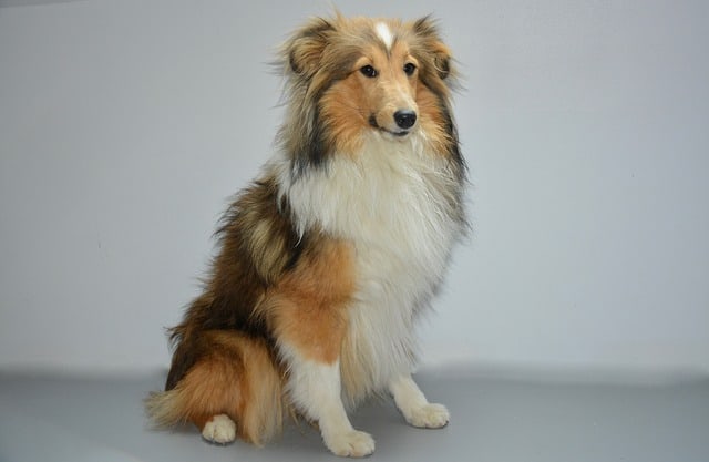 owning a sheltie