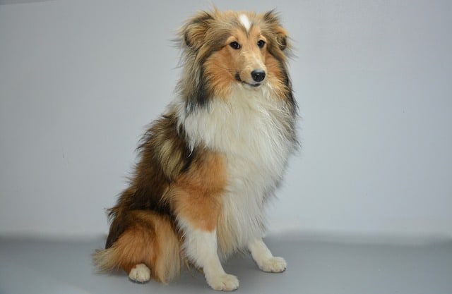 english shetland sheepdog