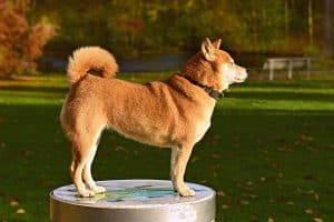 Shiba Inu Dog Breed Information K9 Web