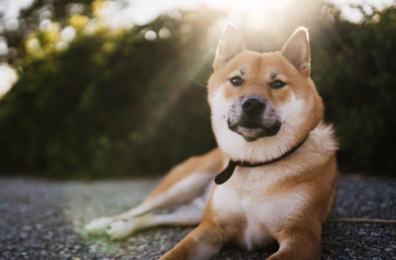 Shiba Inu dog relaxing outdoor