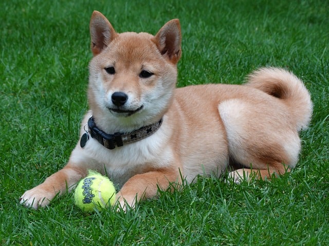 shiba dog breed