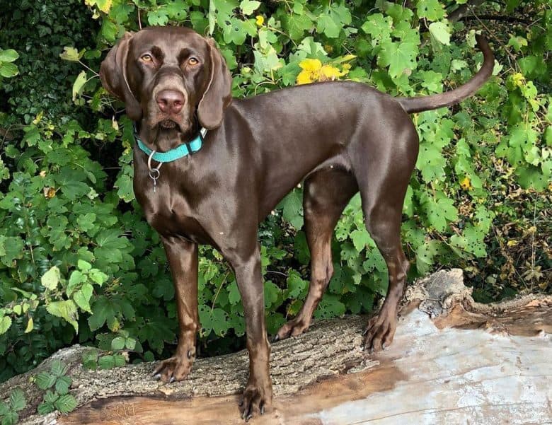 A shiny Weimaraner Vizsla mix dog