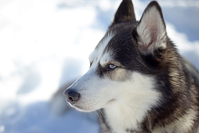 are huskies easy to potty train